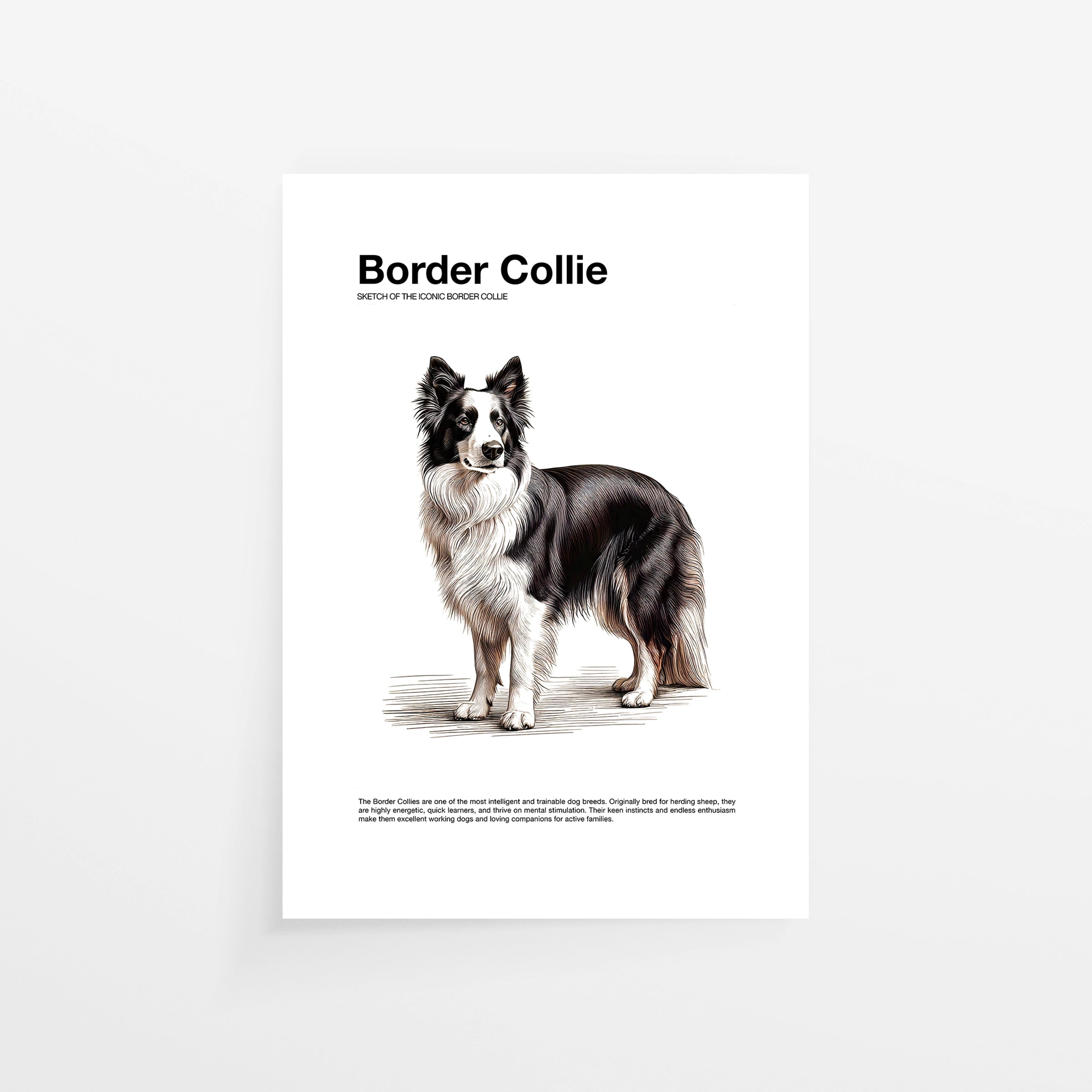 Border Collie