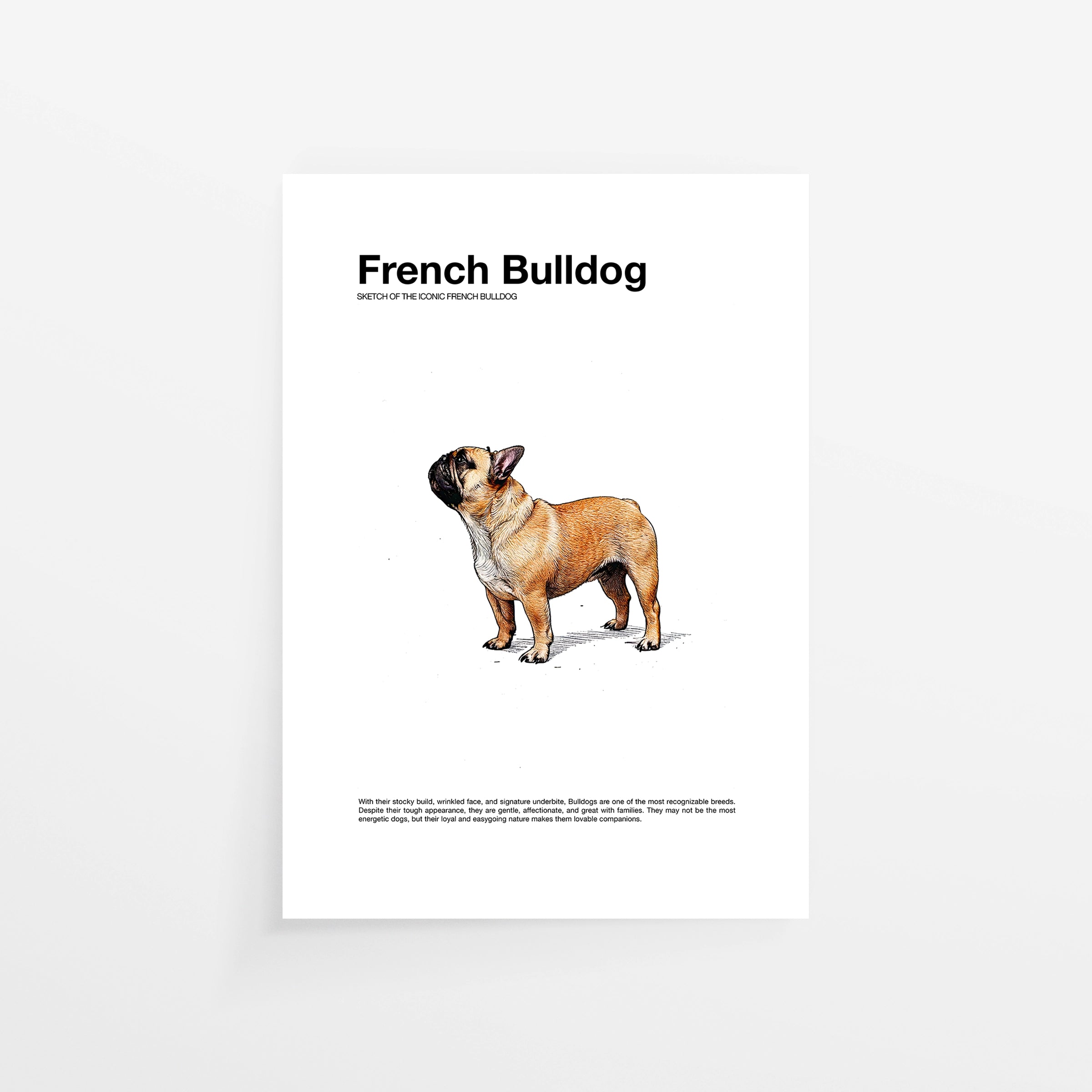 Bulldog francese