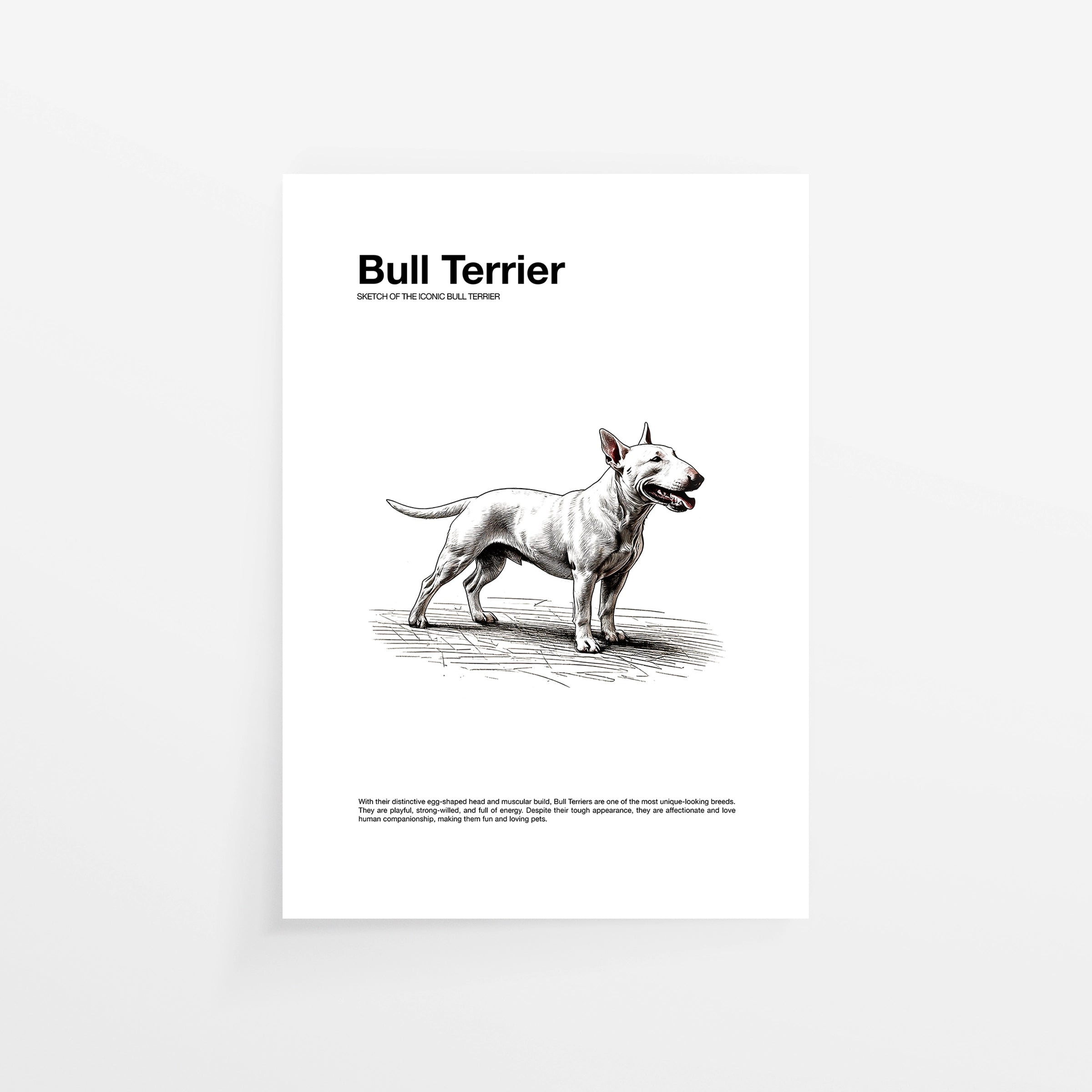 Bull Terrier