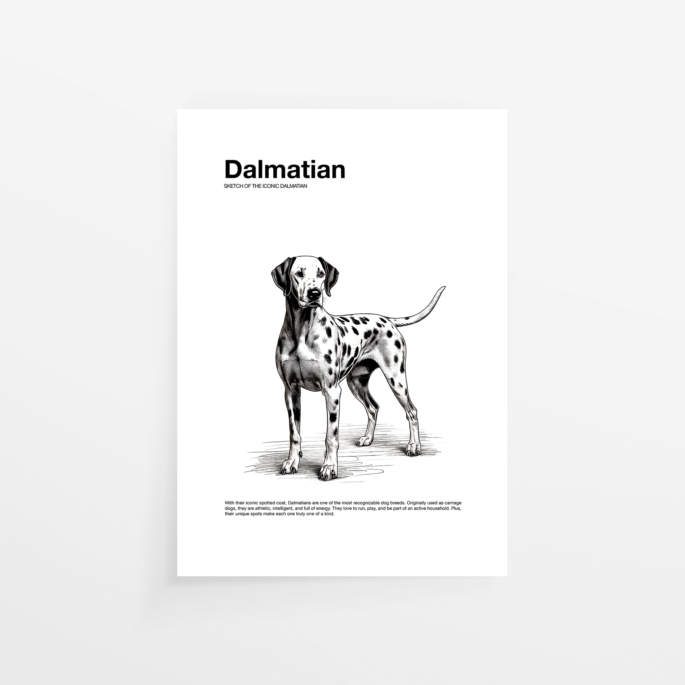 Dalmata