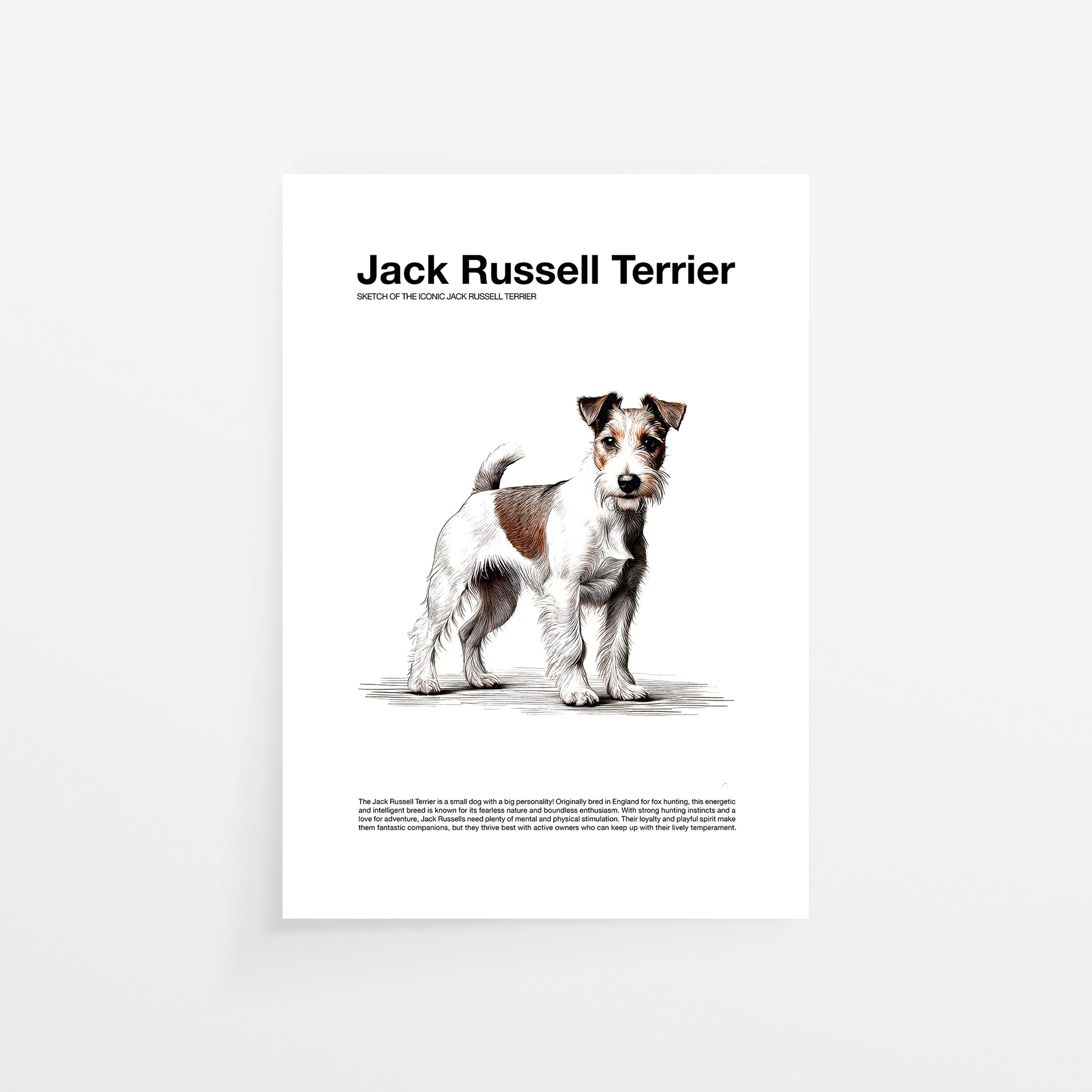 Jack Russell Terrier