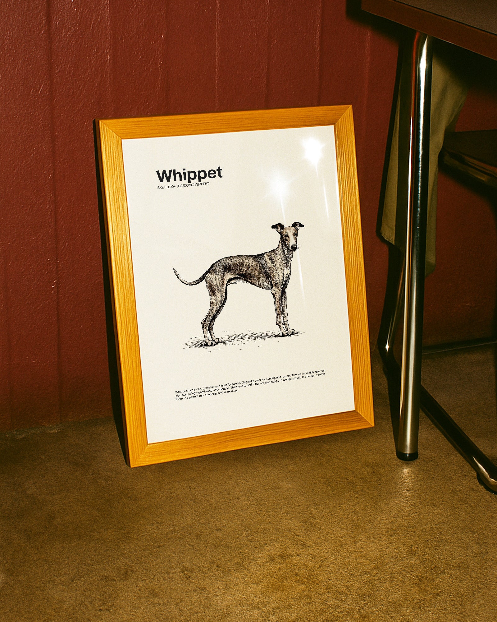 Whippet