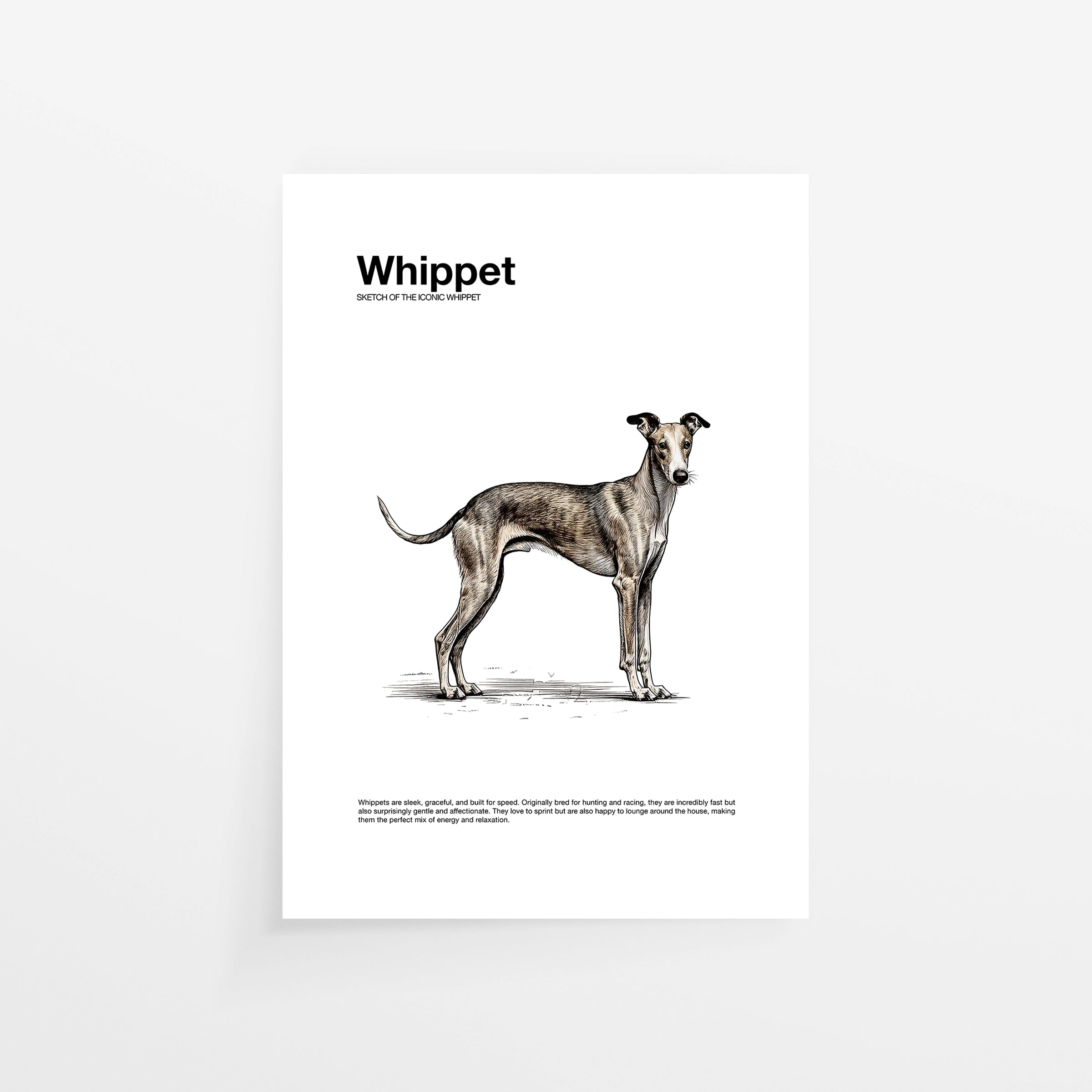 Whippet