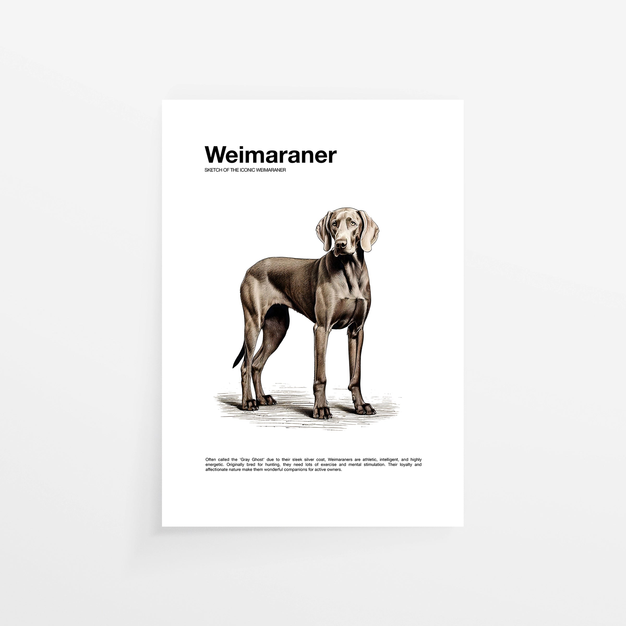 Weimaraner
