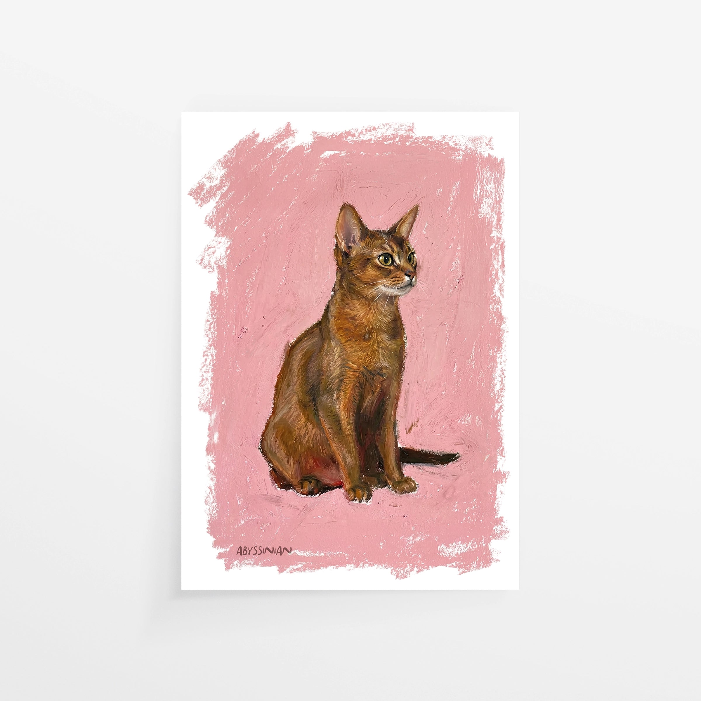 Abyssinian