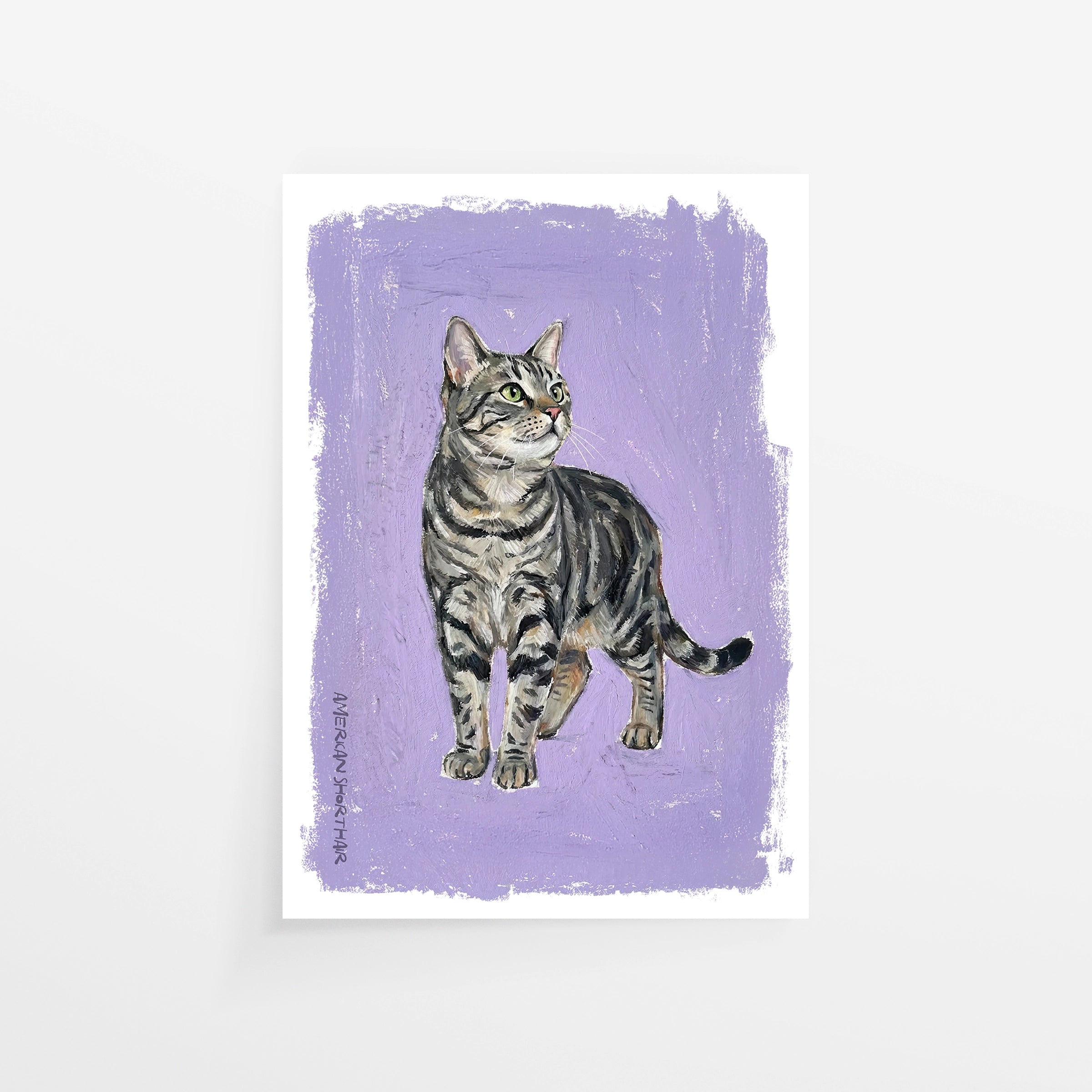 American Shorthair