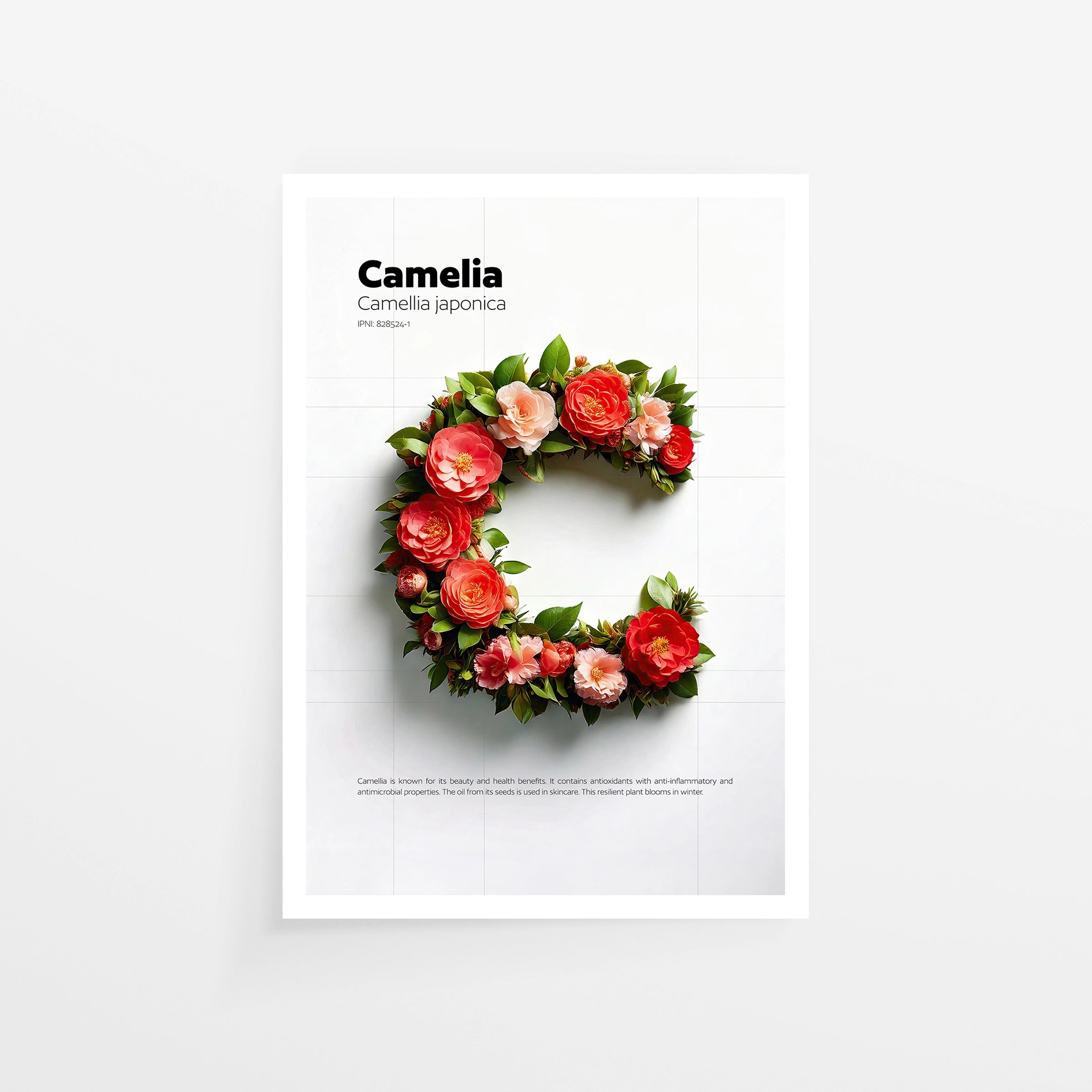 Camellia