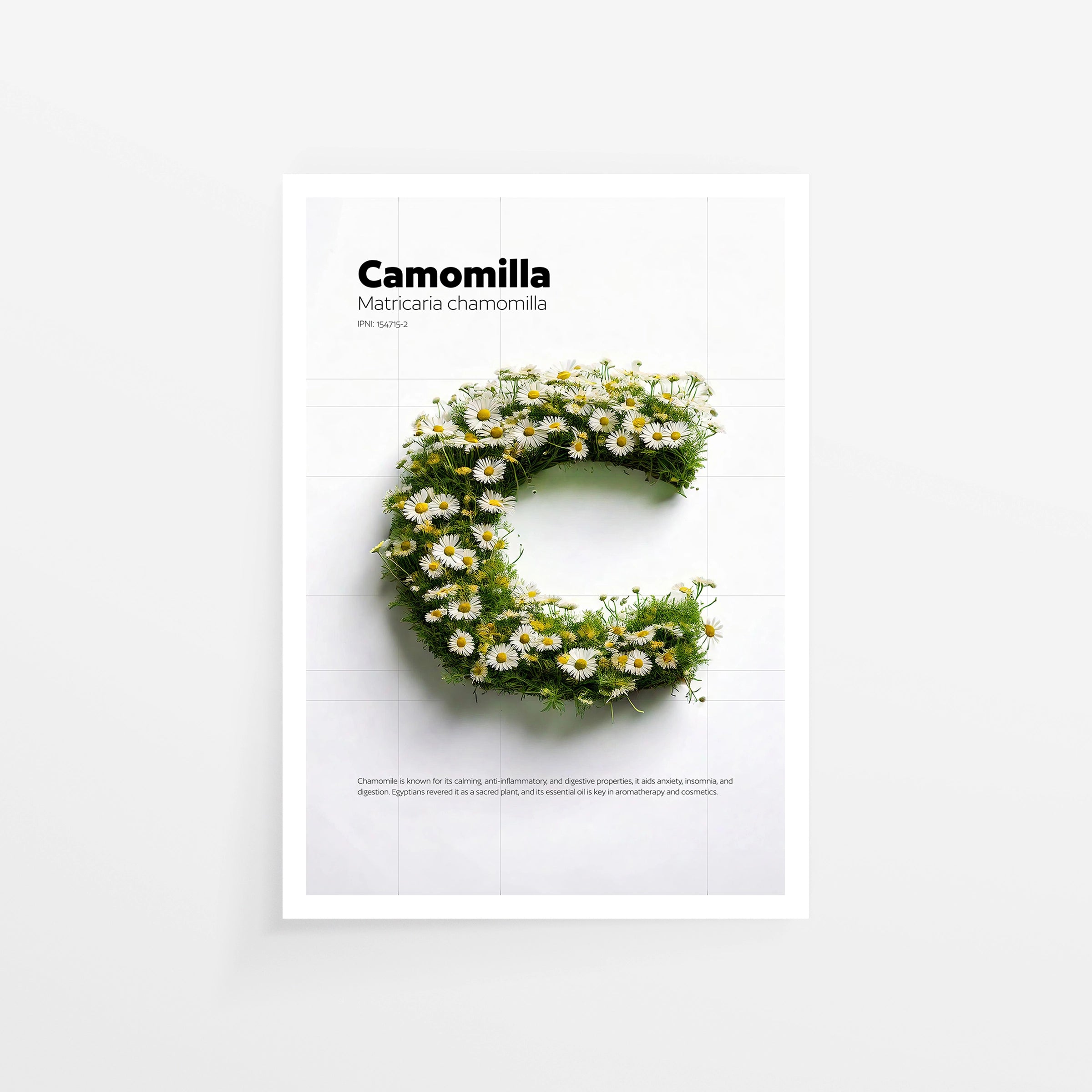 Camomilla