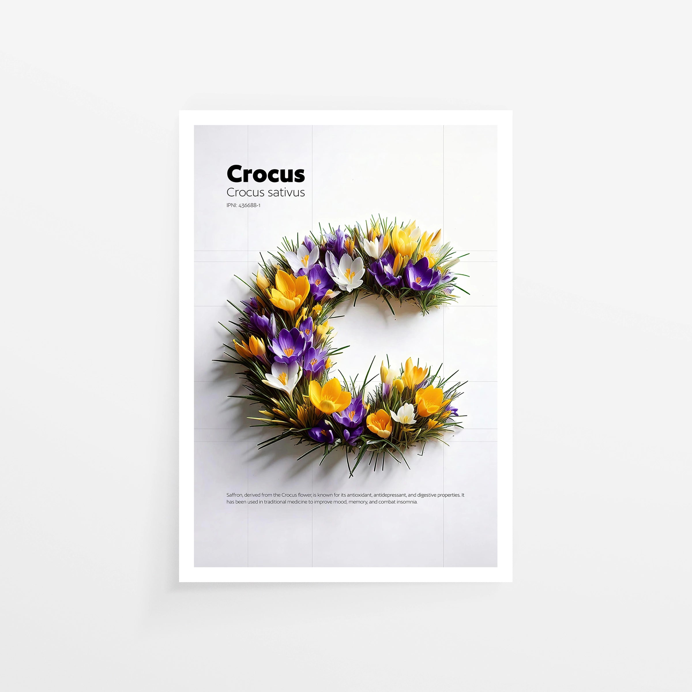 Crocus