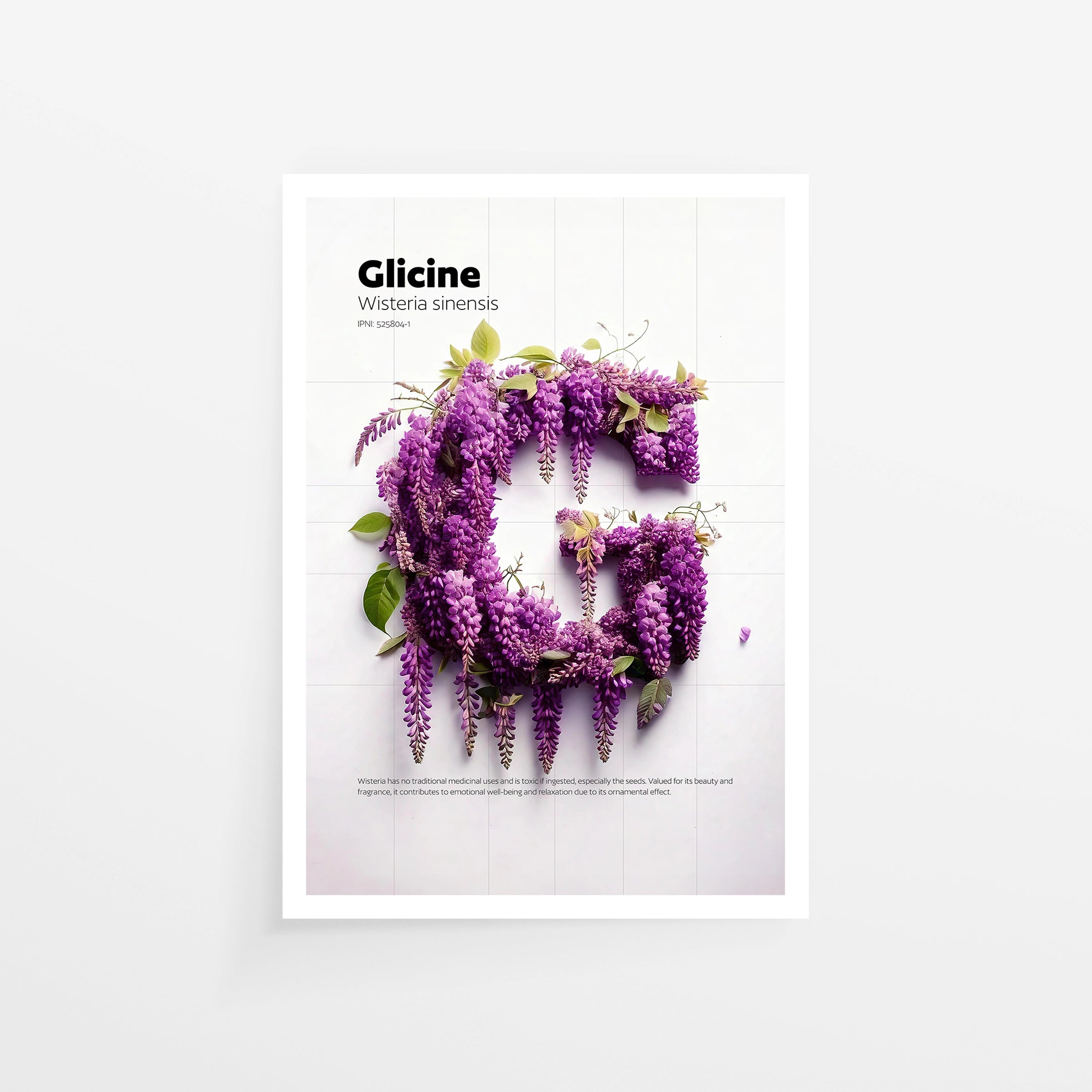 Glicine
