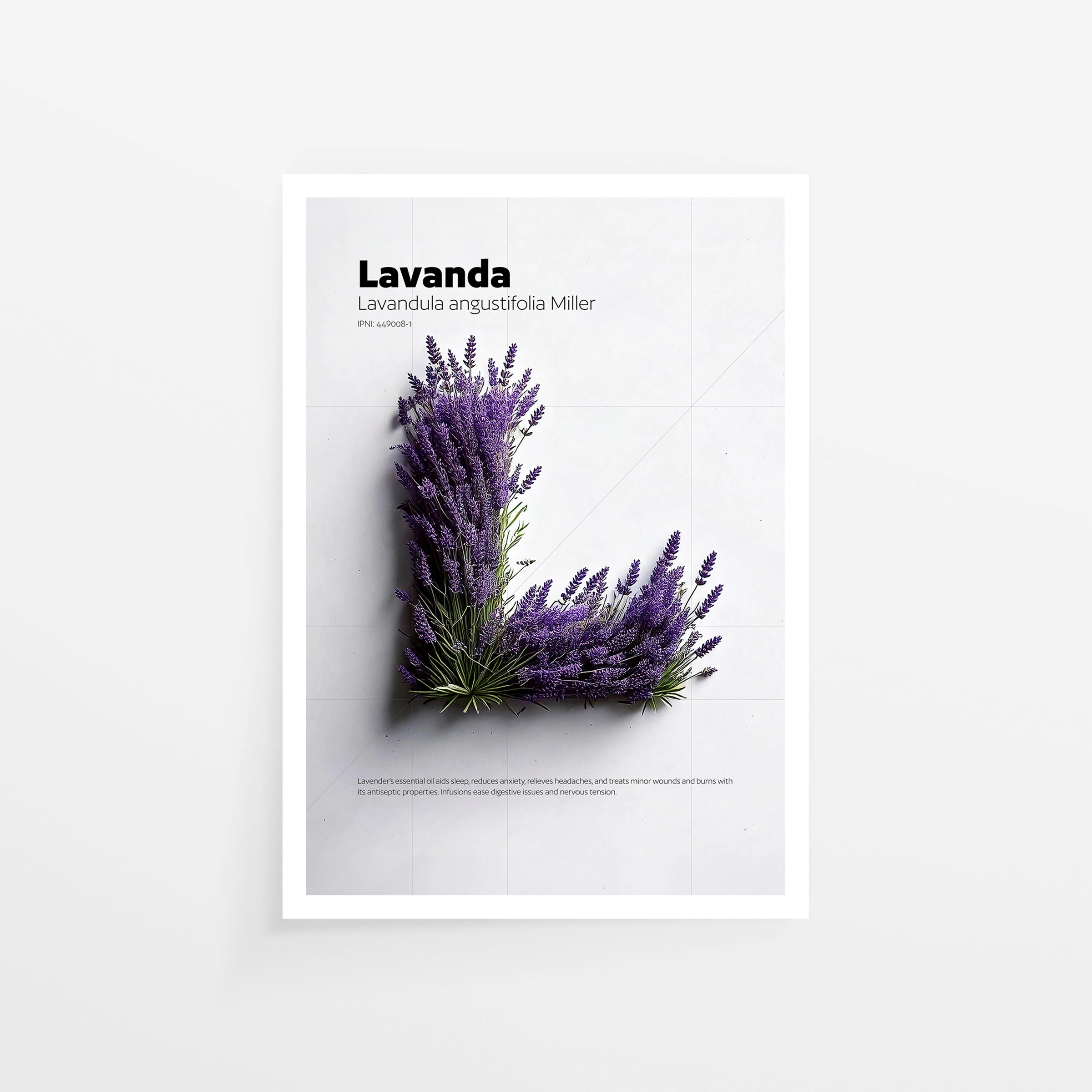 Lavanda