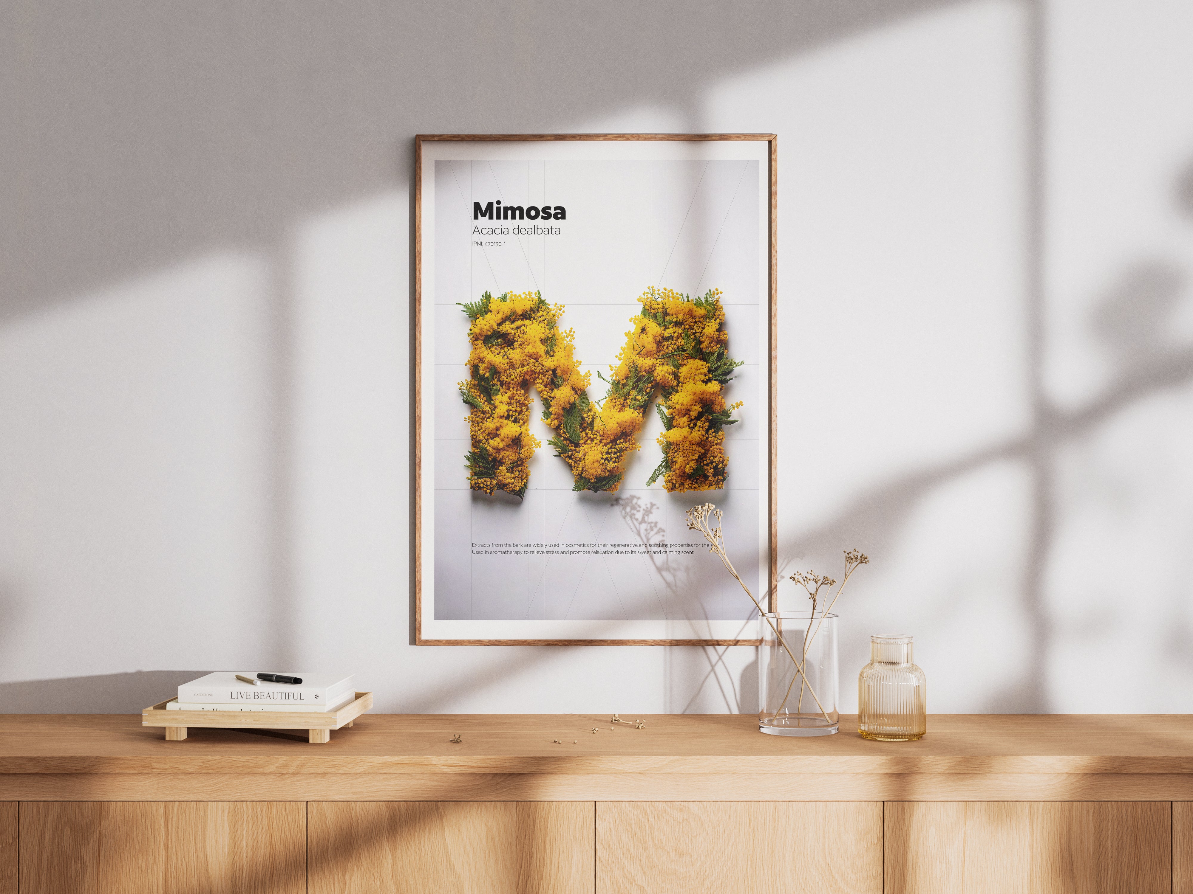 Mimosa