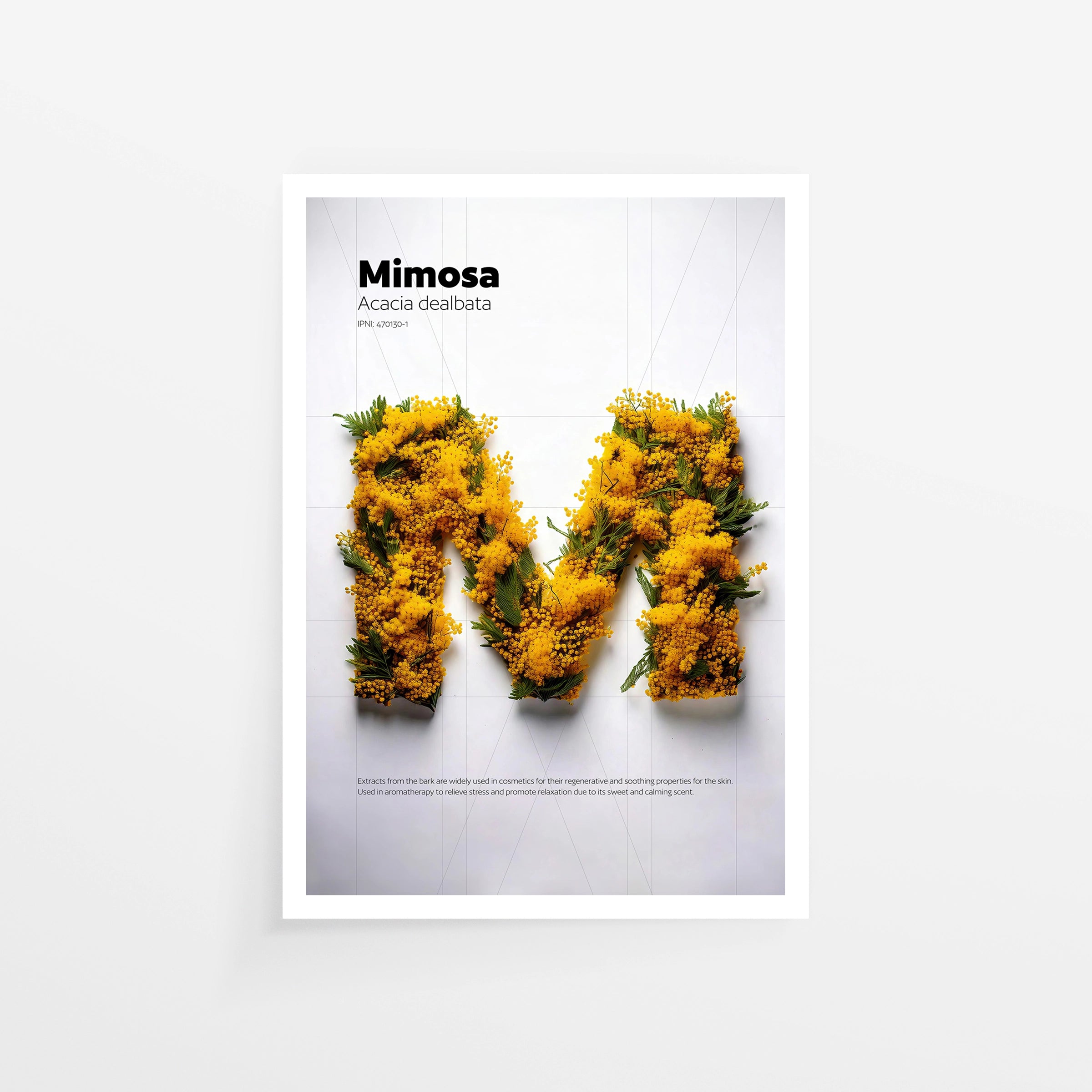 Mimosa