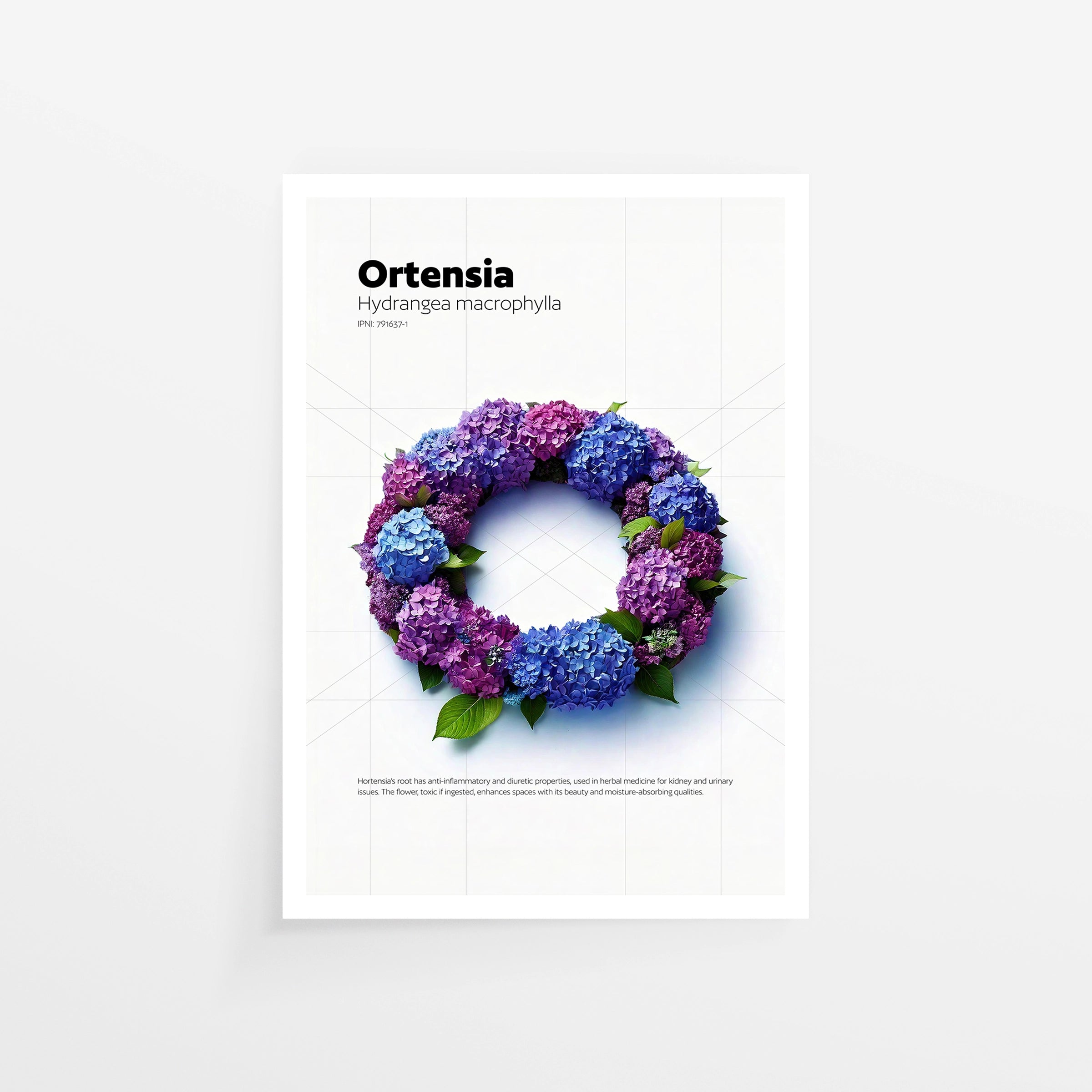 Ortensia