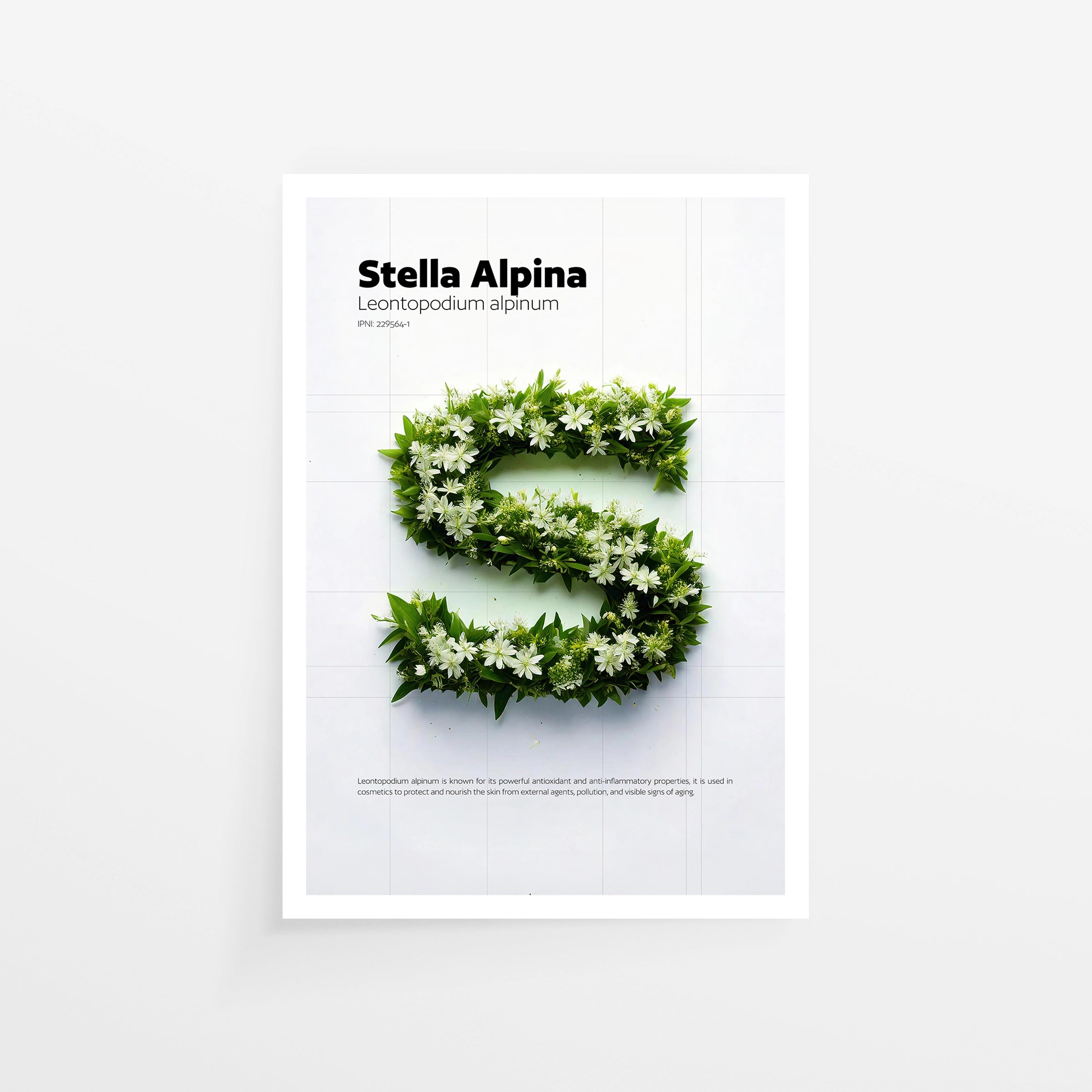 Stella Alpina