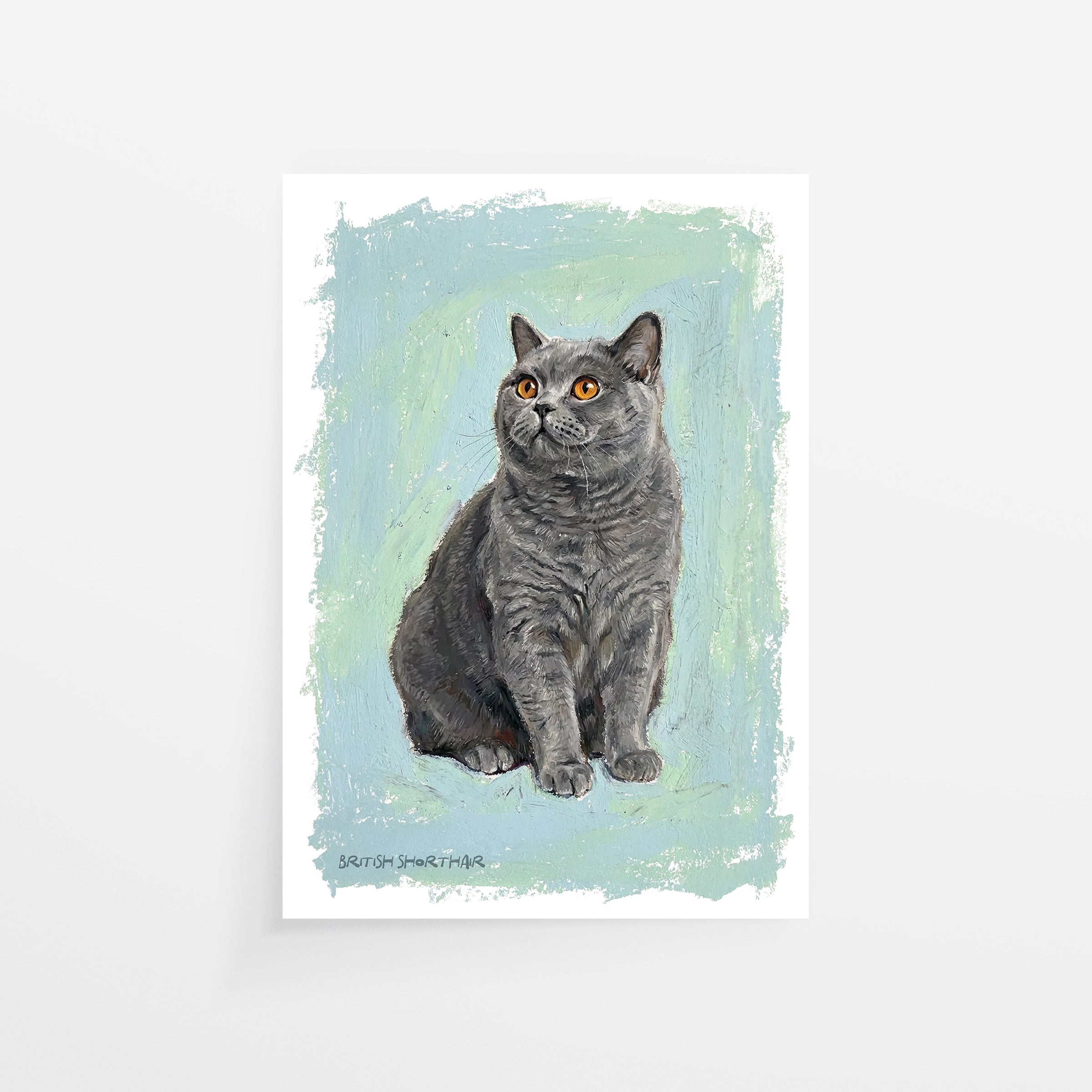 British Shorthair